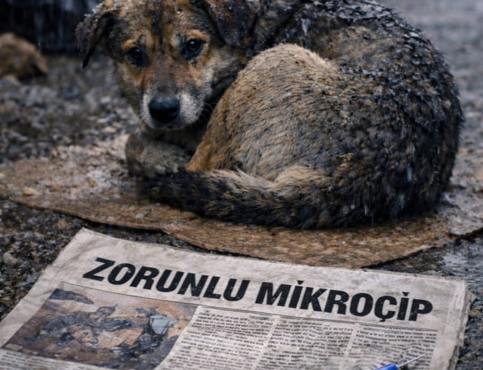 KÖPEKLERE MİKROÇİP ZORUNLULUĞU